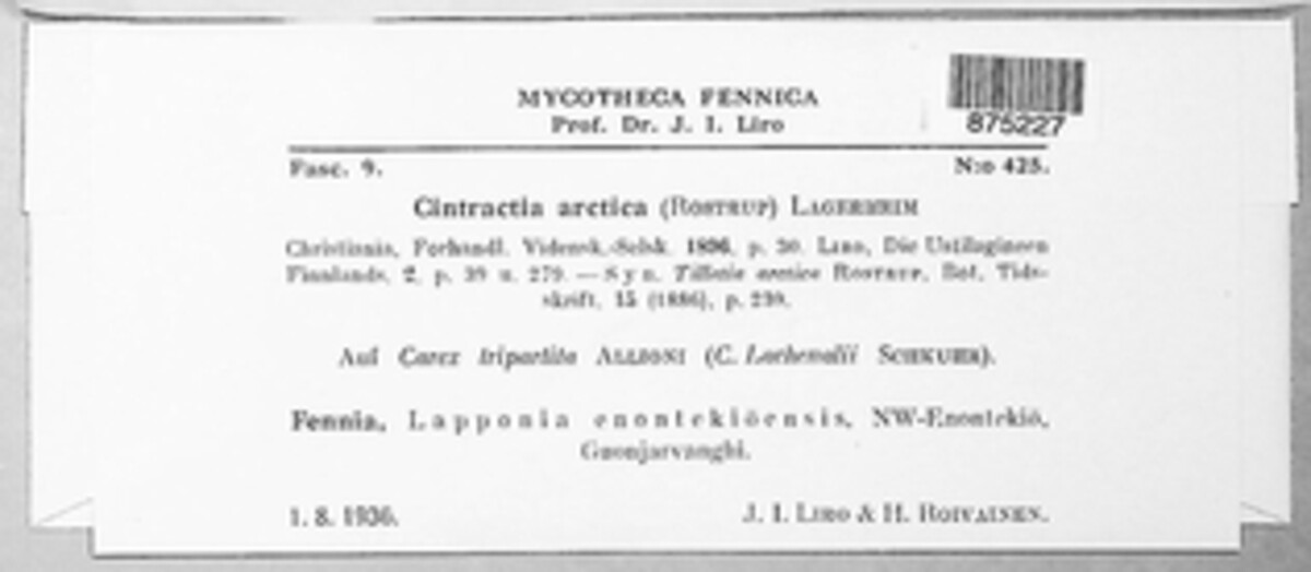 Orphanomyces arcticus image